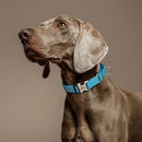 Coleira de cachorro de nylon personalizada, coleira reflexiva para cães, colar personalizado para animais de estimação com alça para cães pequenos, médios e grandes, pitbull