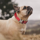 Coleira de cachorro de nylon personalizada, coleira reflexiva para cães, colar personalizado para animais de estimação com alça para cães pequenos, médios e grandes, pitbull